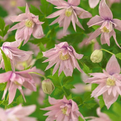 Klätterväxt Rosaröd Atragene Klematis Omnia Garden 40-60 cm