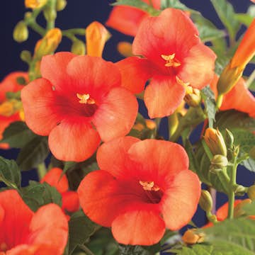 Klätterväxt Storblommig Trumpetranka Omnia Garden 40-60 cm