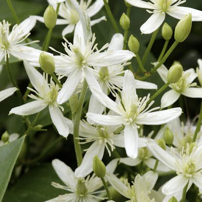 Klätterväxt Stor Vippklematis Omnia Garden 40-60 cm