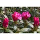 Rhododendron Omnia Garden Polaris 25-30 cm