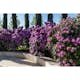 Rhododendron Omnia Garden Roseum Elegans