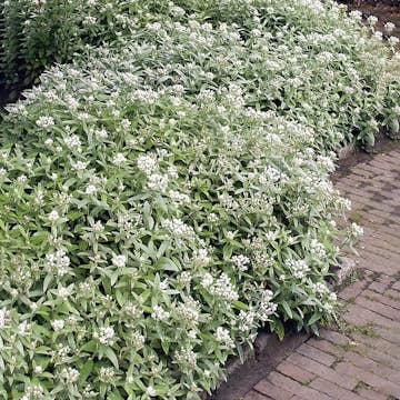 Planta Omnia Garden Ulleternell