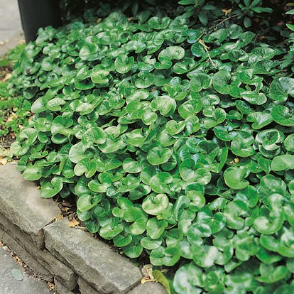 Planta Omnia Garden Hasselört