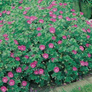 Planta Omnia Garden Blodnäva