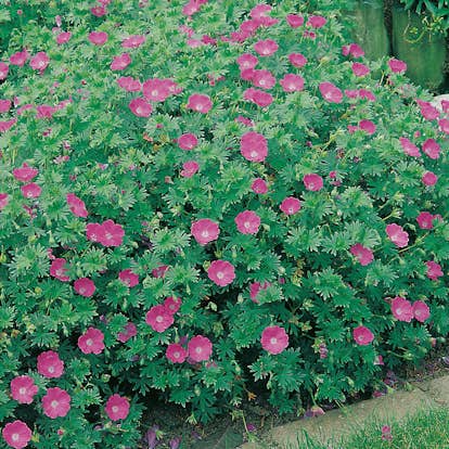 Planta Omnia Garden Blodnäva