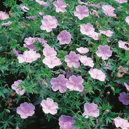 Planta Omnia Garden Blodnäva Apfelblüte