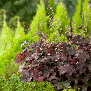 Planta Omnia Garden Lönnalunrot Palace Purple