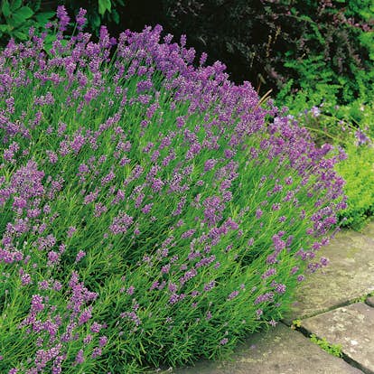 Lavendel Omnia Garden Munstead Stor Kruka