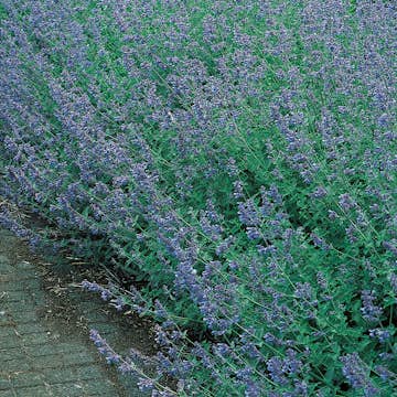 Planta Omnia Garden Kantnepeta Six Hills Giant