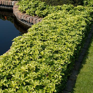 Planta Omnia Garden Skuggröna Green Carpet