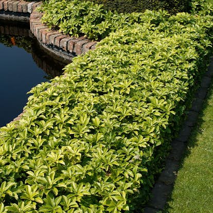 Planta Omnia Garden Skuggröna Green Carpet