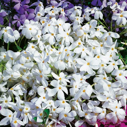 Planta Omnia Garden Krypflox Alba