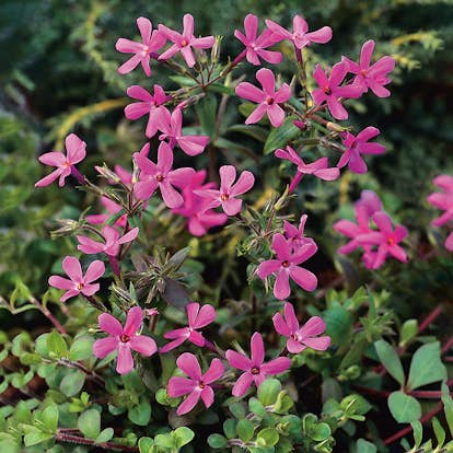 Planta Omnia Garden Krypflox Home Fires