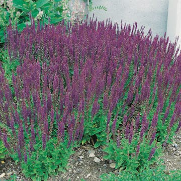 Planta Omnia Garden Stäppsalvia Ostfrisland