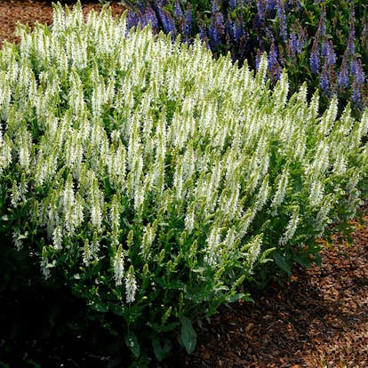 Planta Omnia Garden Stäppsalvia Schneehügel