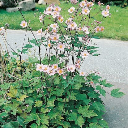 Planta Omnia Garden Höstanemon Königin Charlott