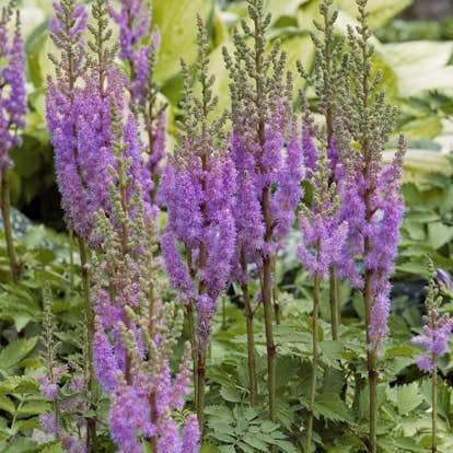 Planta Omnia Garden Dvärgastilbe