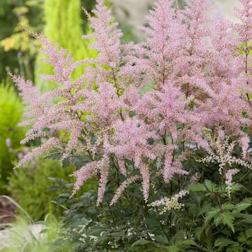 Planta Omnia Garden Fjäderastilbe Sprite