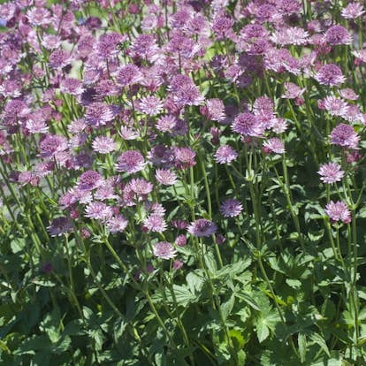 Planta Omnia Garden Stjärnflocka Major Roma