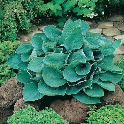 Planta Omnia Garden Funkia Big Daddy