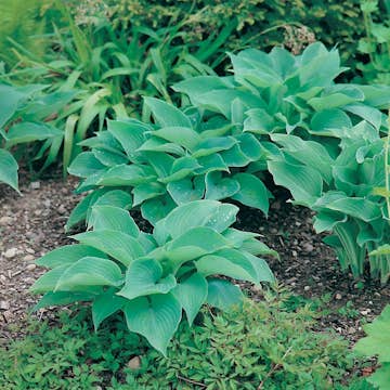 Planta Omnia Garden Daggfunkia Sieboldiana