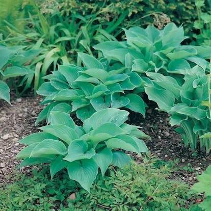 Planta Omnia Garden Daggfunkia Sieboldiana