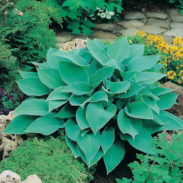 Planta Omnia Garden Blåfunkia Halcyon