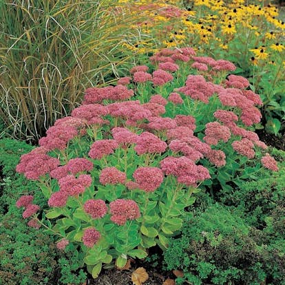 Planta Omnia Garden Kärleksört Herbstfreude