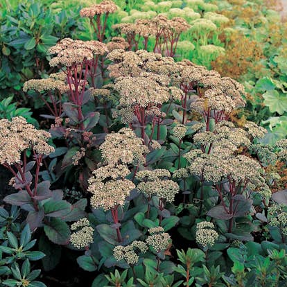 Planta Omnia Garden Kärleksört Matrona