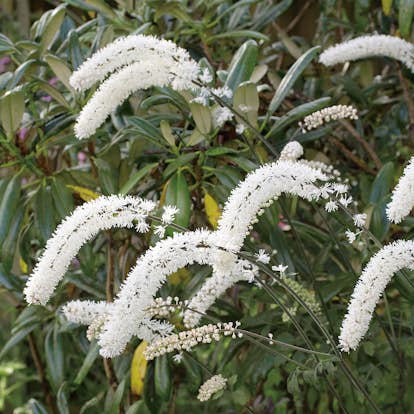 Planta Höstsilverax Omnia Garden Brunette