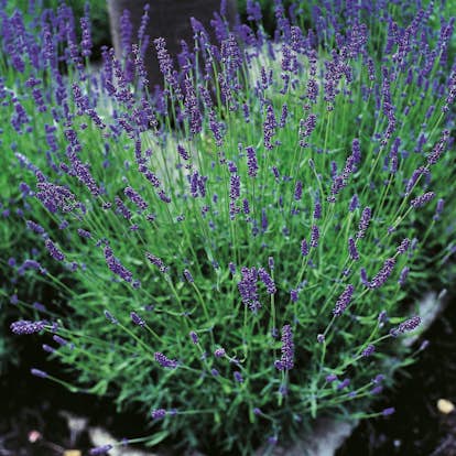 Lavendel Omnia Garden Hidcote