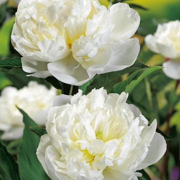 Luktpion Omnia Garden Duchesse De Nemours