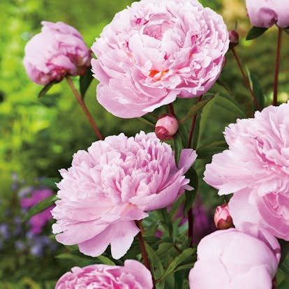 Luktpion Omnia Garden Sarah Bernardt