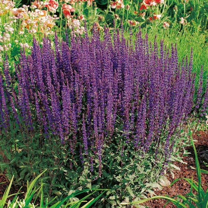 Stäppsalvia Omnia Garden Caradonna
