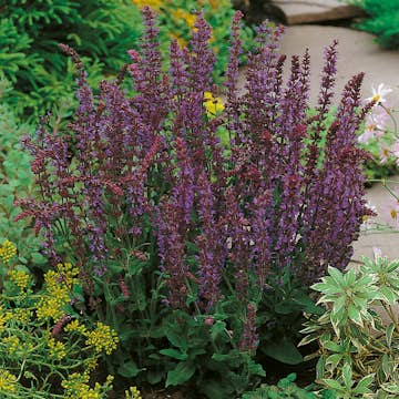 Stäppsalvia Omnia Garden Ostfriesland