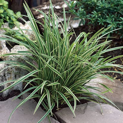 Planta Omnia Garden Japansk starr Ice Dance