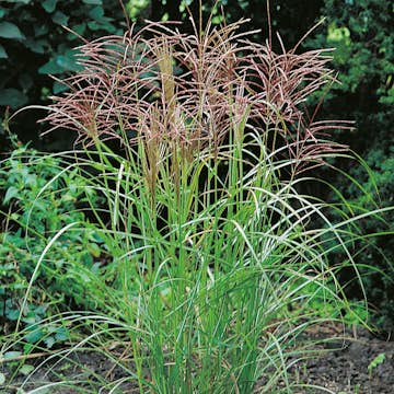 Prydnadsgräs Glansmiskantus Omnia Garden Japanskt Gräs Ferner Osten