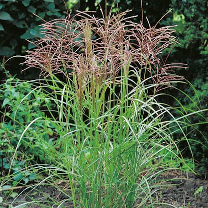 Prydnadsgräs Glansmiskantus Omnia Garden Japanskt Gräs Ferner Osten