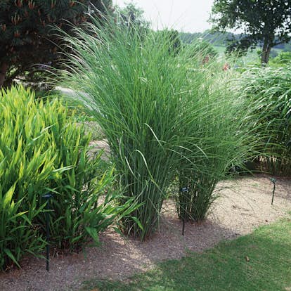 Prydnadsgräs Glansmiskantus Omnia Garden Japanskt Gräs Gracillimus