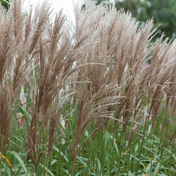 Prydnadsgräs Glansmiskantus Omnia Garden Japanskt Gräs Malepartus
