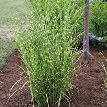 Prydnadsgräs Zebra Omnia Garden Glansmiskantus Strictus