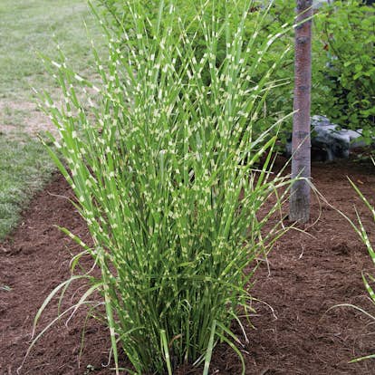 Prydnadsgräs Zebra Omnia Garden Glansmiskantus Strictus