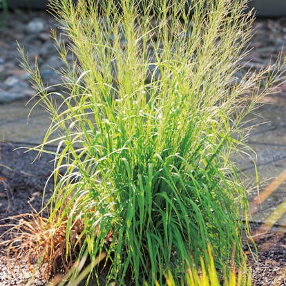 Prydnadsgräs Jättetåtel Omnia Garden Transparent
