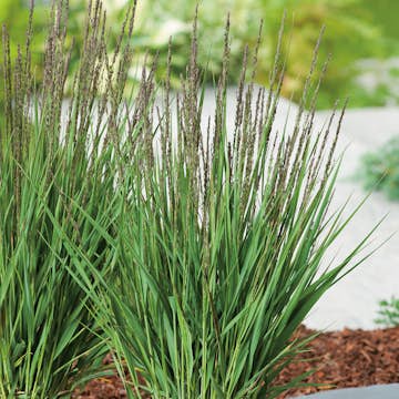 Prydnadsgräs Blåtåtel Omnia Garden Moorhexe