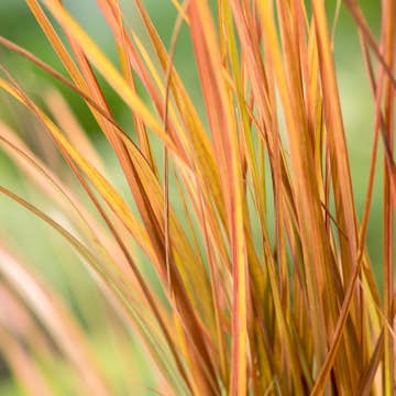 Planta Omnia Garden Fasanfjädergräs Sirocco