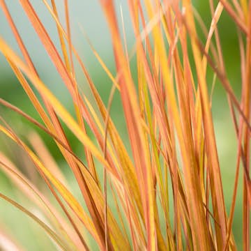 Planta Omnia Garden Fasanfjädergräs Sirocco
