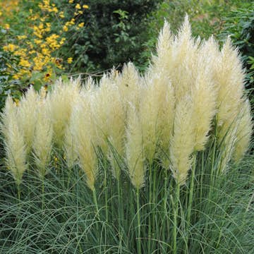 Planta Omnia Garden Pampasgräs