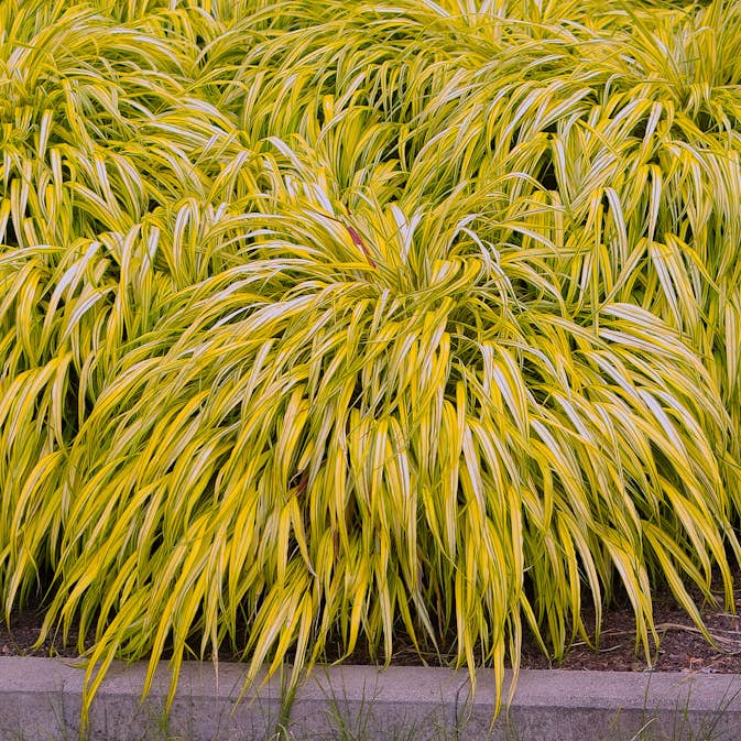 Planta Hakonegräs @Plant Hakonechloa macra 'Aureola'
