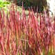 Planta Omnia Garden Japanskt blodgräs