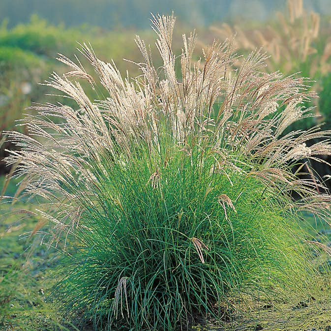 Planta @Plant Glansmiskantus Adagio